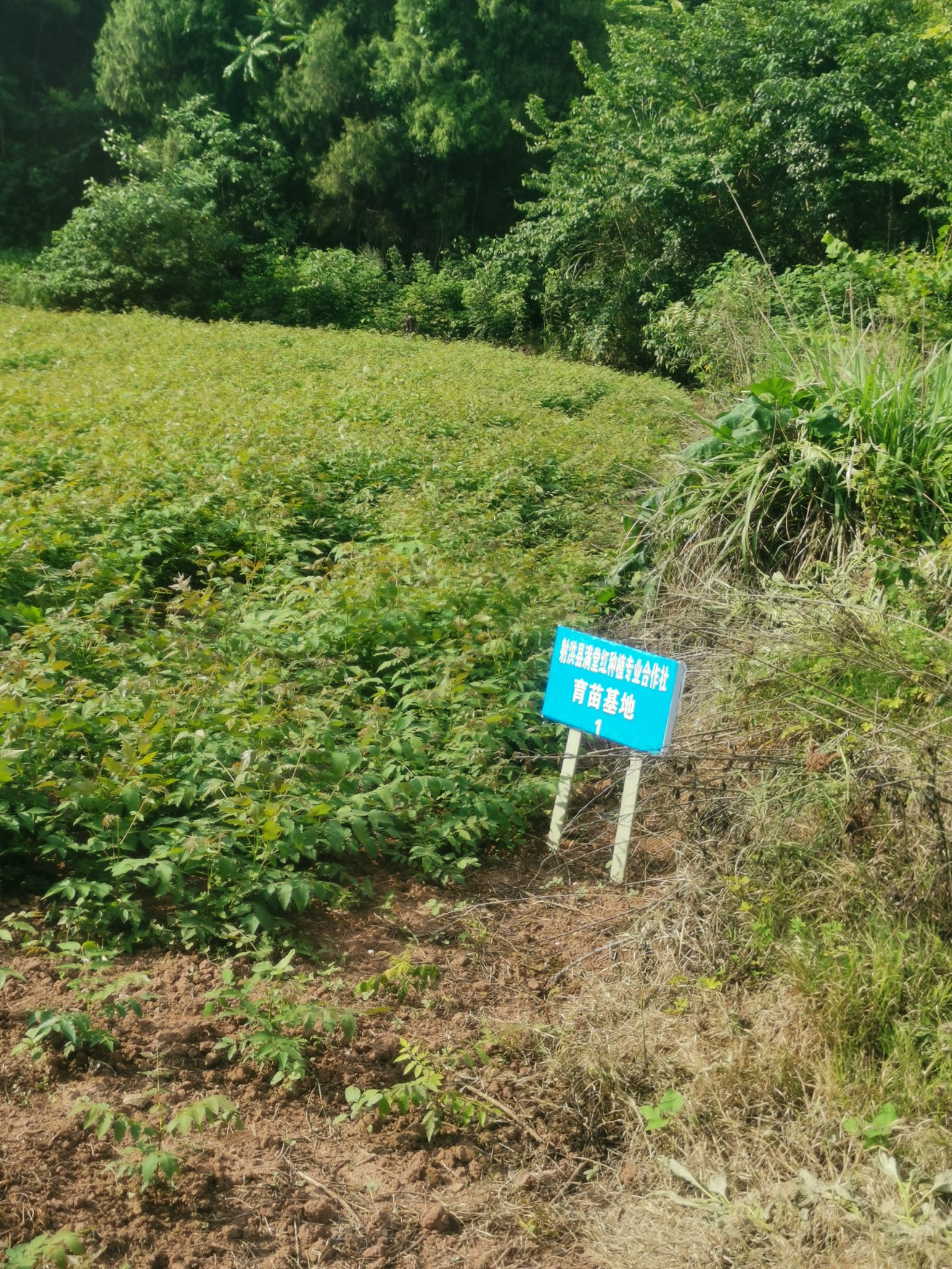 普通栾树  一年生栾树苗，出土量0.8起，无病虫害，上百万株