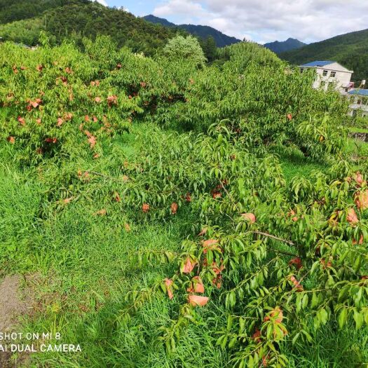 遂川县 炎陵黄桃