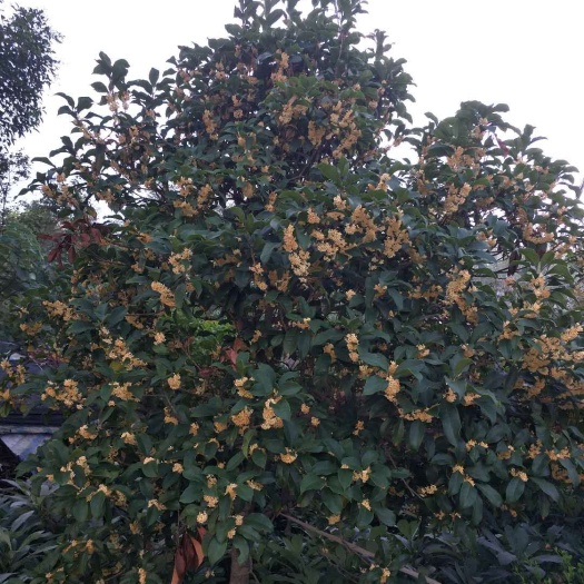 如皋市黄金桂花树 精品桂花