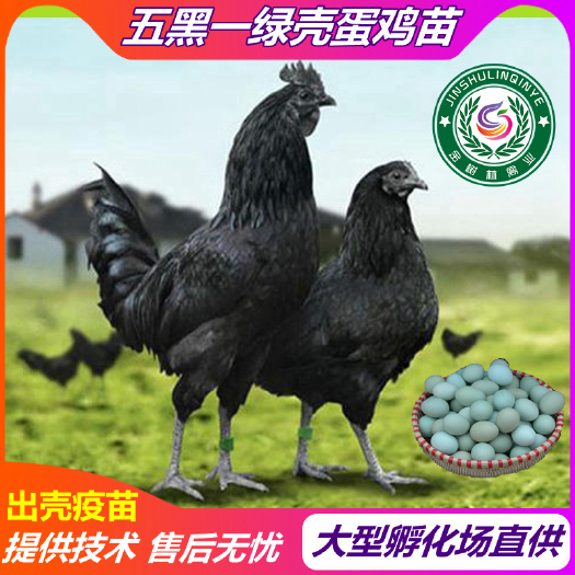 南宁正宗五黑鸡苗 五黑一绿壳蛋鸡苗乌骨鸡苗 孵化场直供 提供技
