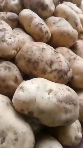 226土豆 以质量求发展