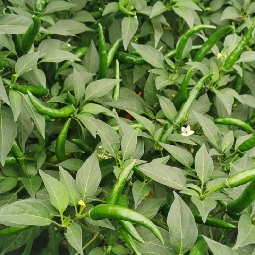 五河县艳红辣椒 种植基地，寻采购商