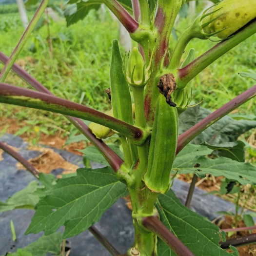  贵州金沙黄秋葵 水果秋葵
