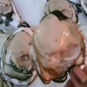 连云港乳山牡蛎 海水 鲜活水产