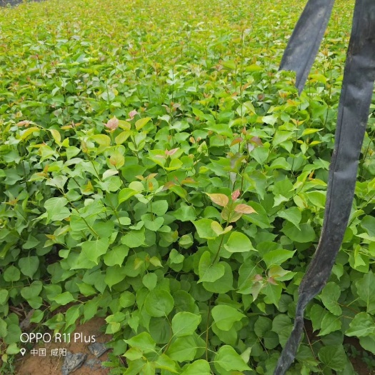 咸阳紫丁香 2cm以下 4cm以下 0.5~1米