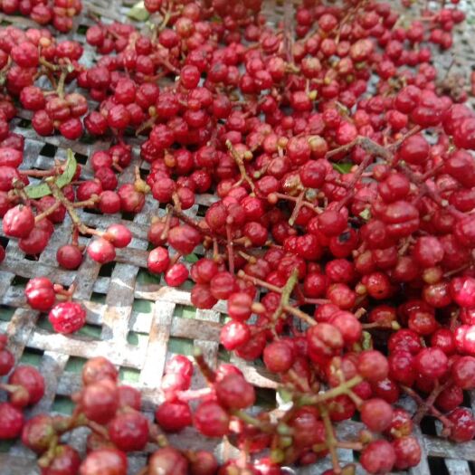 美姑县 大凉山天然干红花椒