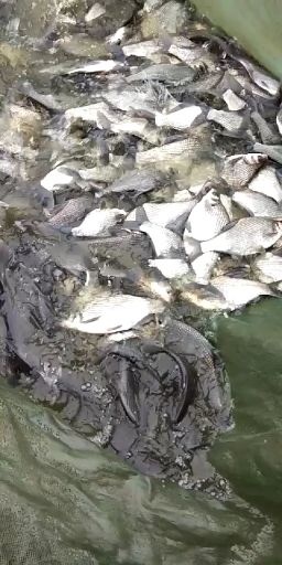鳊鱼  扁鱼苗，武昌鱼，规格齐全，包技术，包下塘