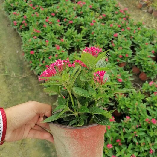 成都蓝星花 繁星花双色杯14杯，繁星花实拍图片，繁星花价格