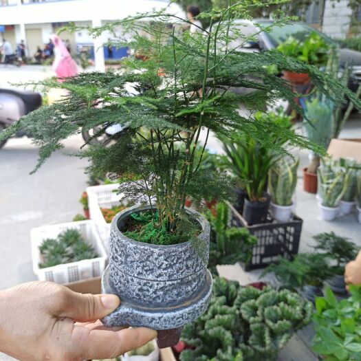 漳平市 盆栽四季常青文竹