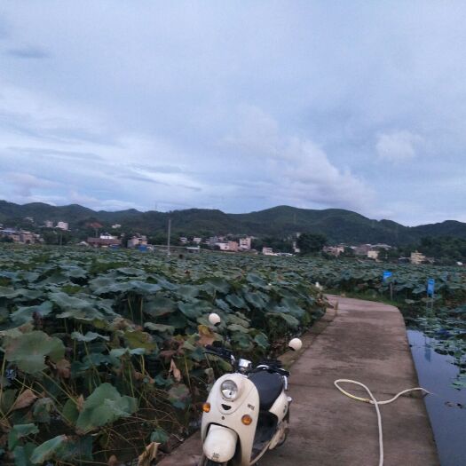 平远县鄂莲9号