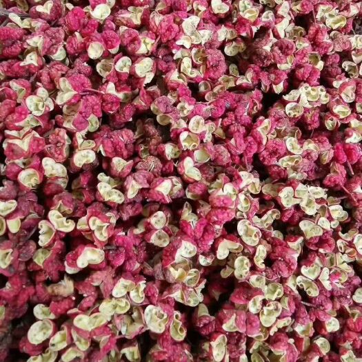西和县陇南花椒 6月伏椒