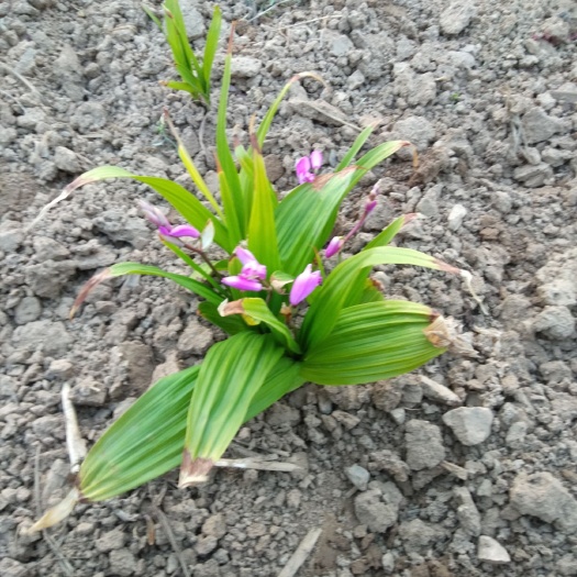 曲沃县紫花白芨苗 三年白及苗