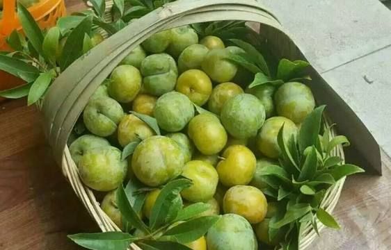 蜂糖李树苗  蜂糖李苗贵州六马引种，品种保证