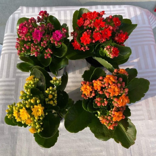 长寿花盆栽 】迷你长寿花花苗盆栽重瓣四季开花不断好养花卉绿植