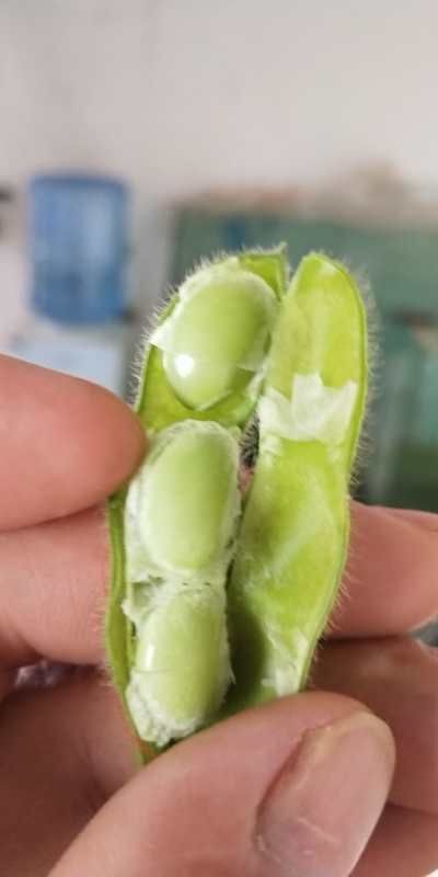 徐州 精品毛豆正在上市，各位老板欢迎合作