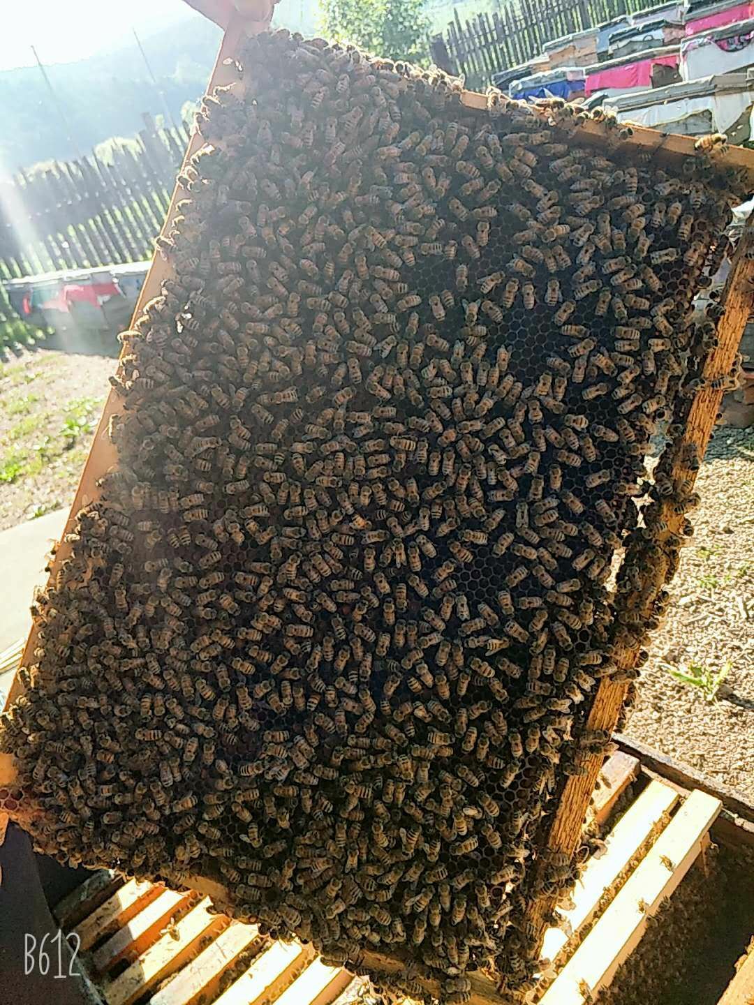  东北天然椴树蜜