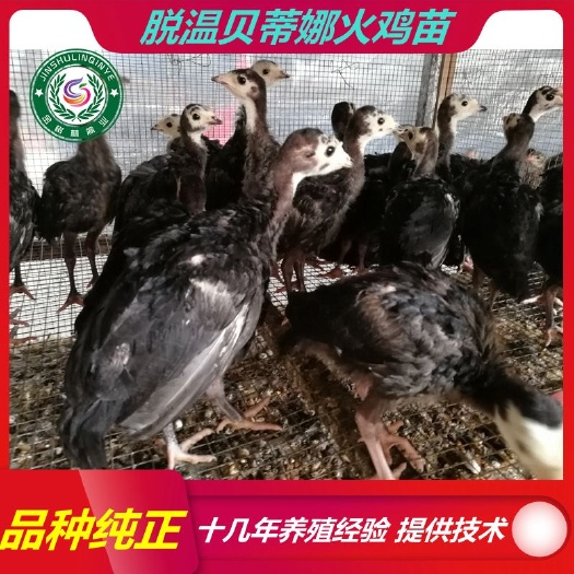 南宁脱温贝蒂娜火鸡苗 纯种半大青铜火鸡苗 成活率高 容易饲养