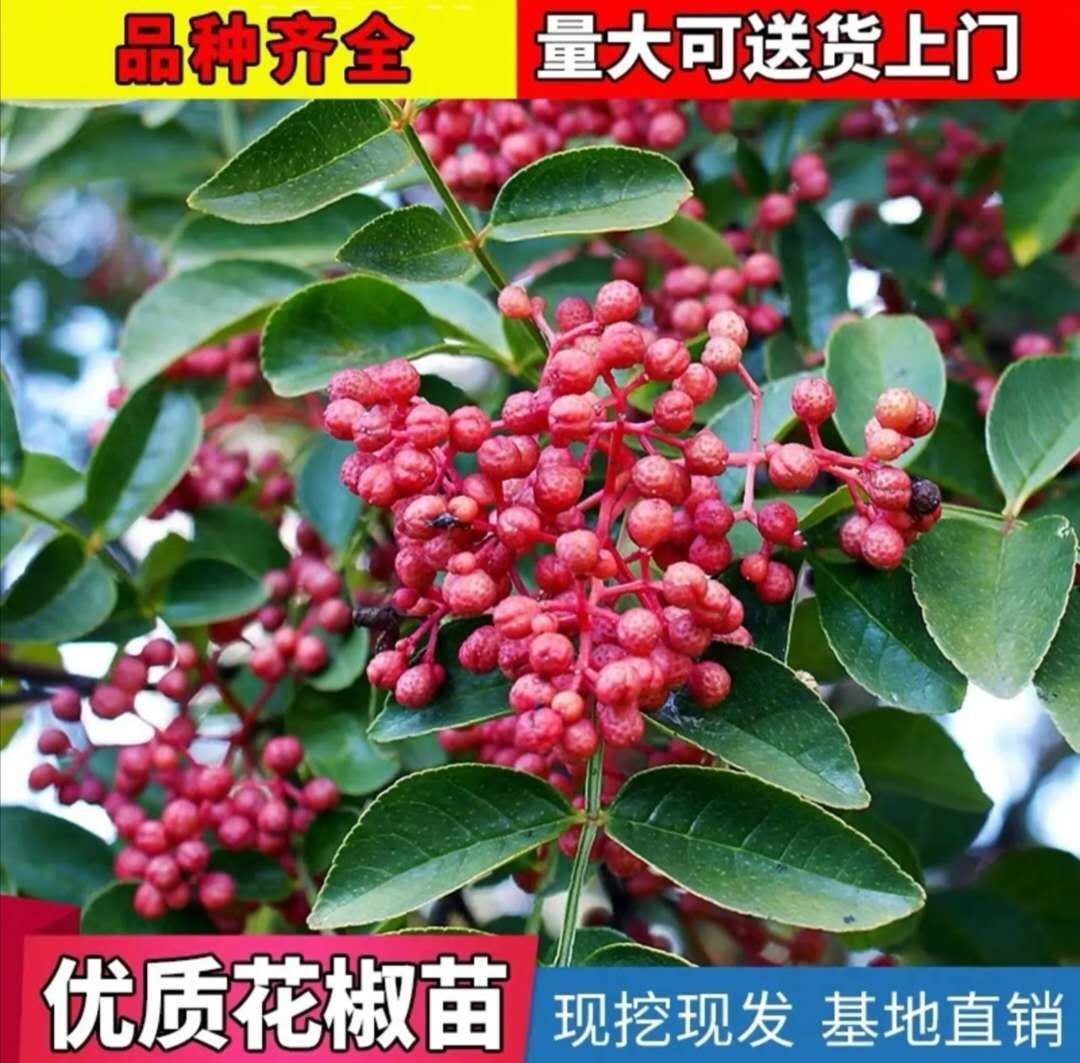  云南无刺大红袍花椒苗，四川无刺汉源贡椒基地直供四川花椒苗