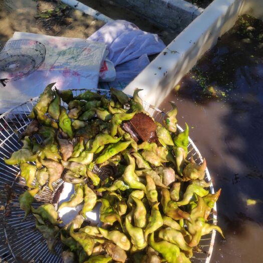 仙桃市菱角  老凌角每天30000斤
欢迎电商微商与我合作社合作