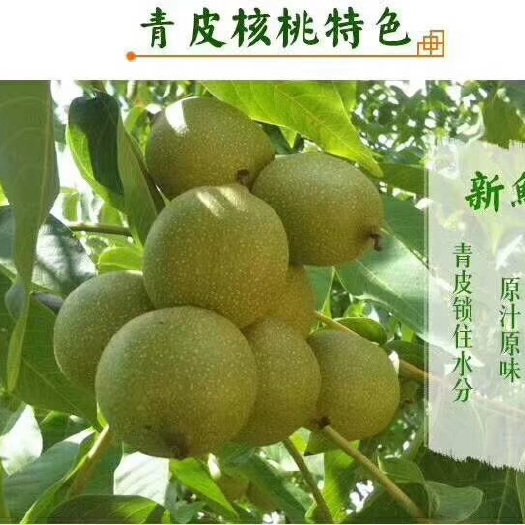 登封市 急售-青皮核桃-万亩核桃基地直销