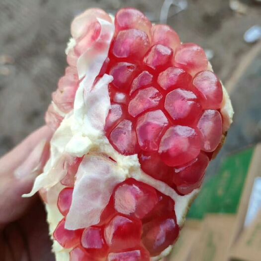 蒙自市 云南石榴，蒙自石榴，电商供应，市场批发