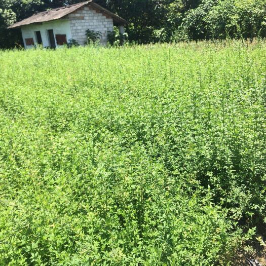 迎春花小杯大杯基地直销