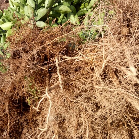 宁都县纽荷尔脐橙苗 大量供应无病毒纽贺尔赣南脐橙苗，质量可靠。