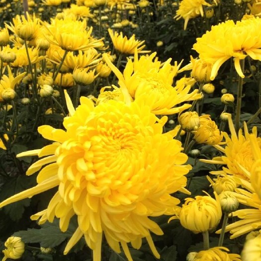 六安金丝皇菊 来源于大别山水之间，天然绿色产品，养肝明目，