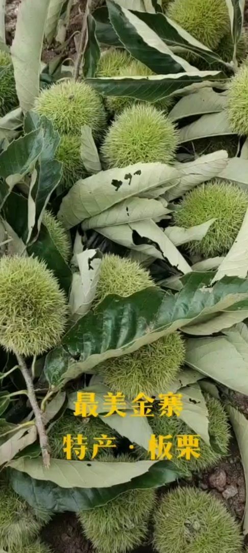 金寨县板栗  特产