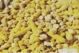 天津玉米芯 饲用鲜和熟的残玉米