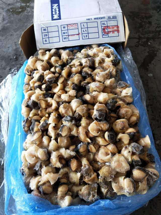  墨西哥熟冻海螺肉