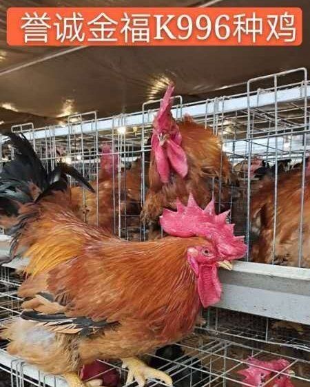 广州K9麻黄鸡苗：公鸡可长到9-11斤