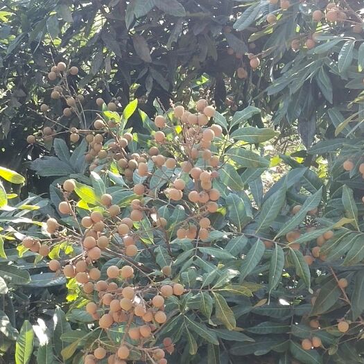 泸县 绿色无公害蜂糖龙眼