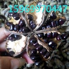 梁山县 供应：油用牡丹籽20000斤