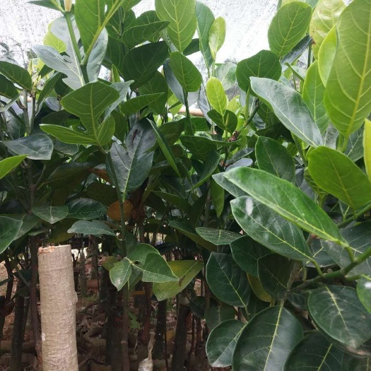 灵山县 菠萝蜜，嫁接苗，品种纯正，嫁接苗想种的找我