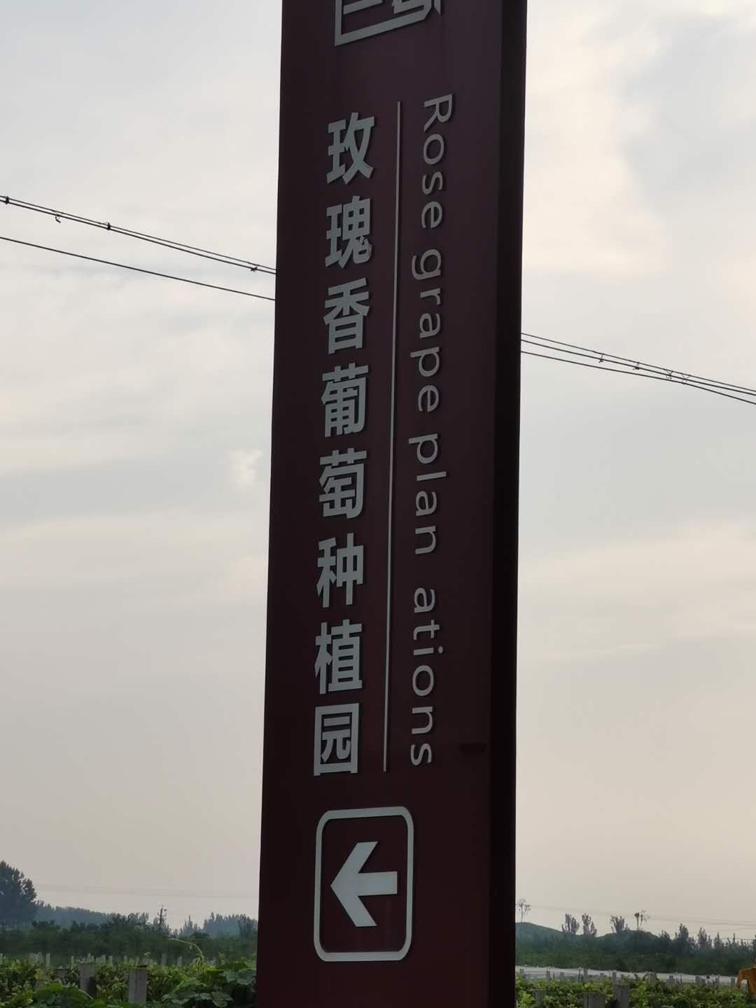 玫瑰香葡萄 扶持项目，玫瑰香农户直供，有意者联系！