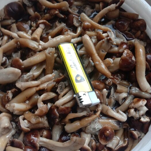 保山腌制青菜 腌制球盖菇