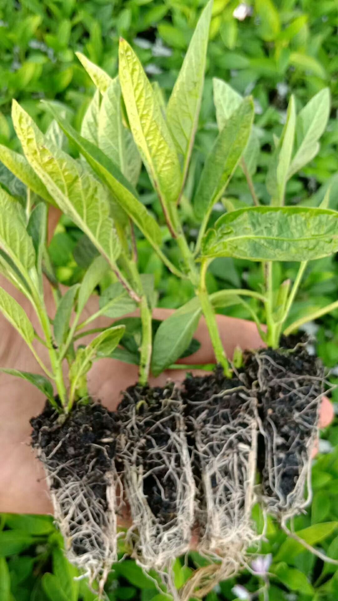 人参果苗 诚信为本，质量为本
