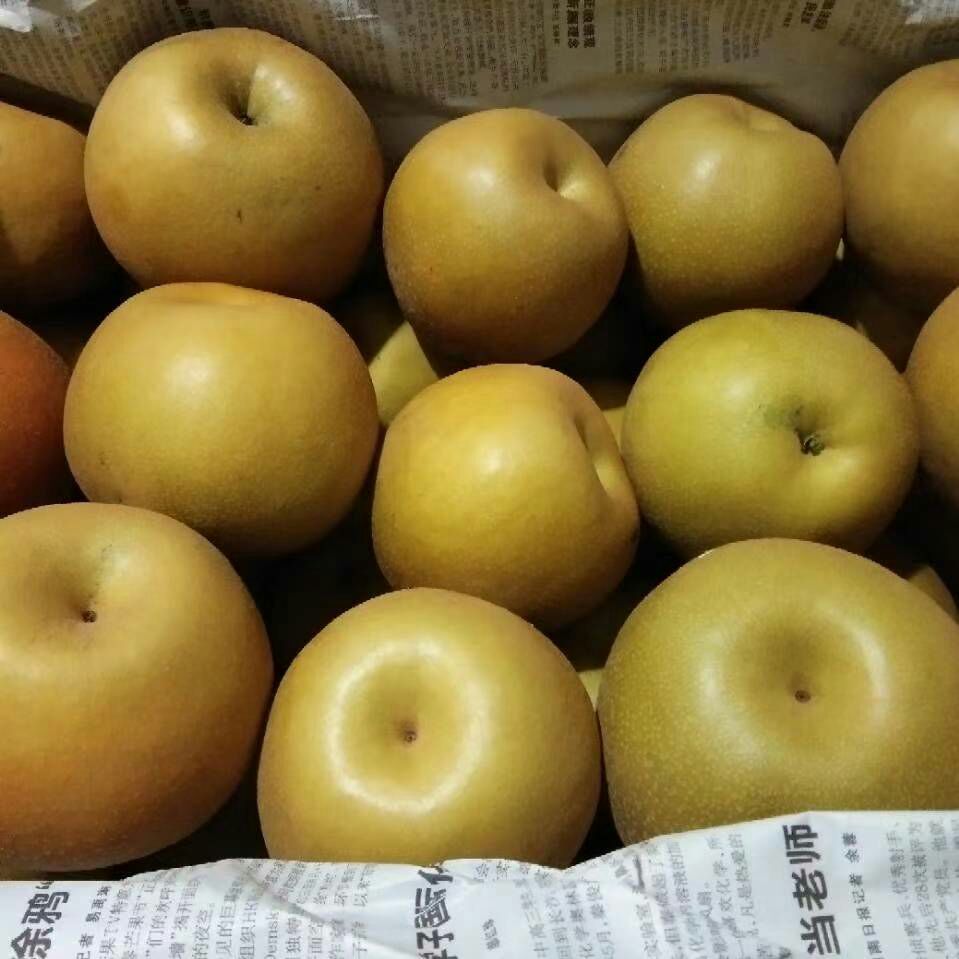  金秋梨`，香甜可口，脆，果汁多。欢迎订购。