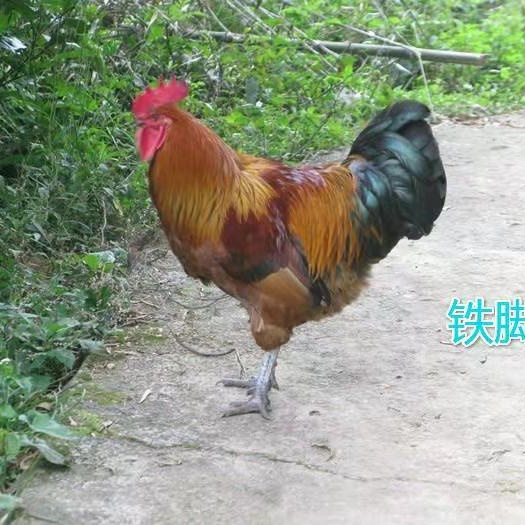 昆明青脚麻鸡苗  麻鸡，铁脚麻，青脚麻，温氏麻鸡，品牌青