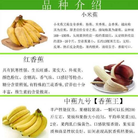 灵山县香蕉苗