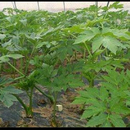 青岛供应明日叶种子/种苗