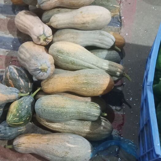 阳春市 靓灰冬瓜，各种南瓜