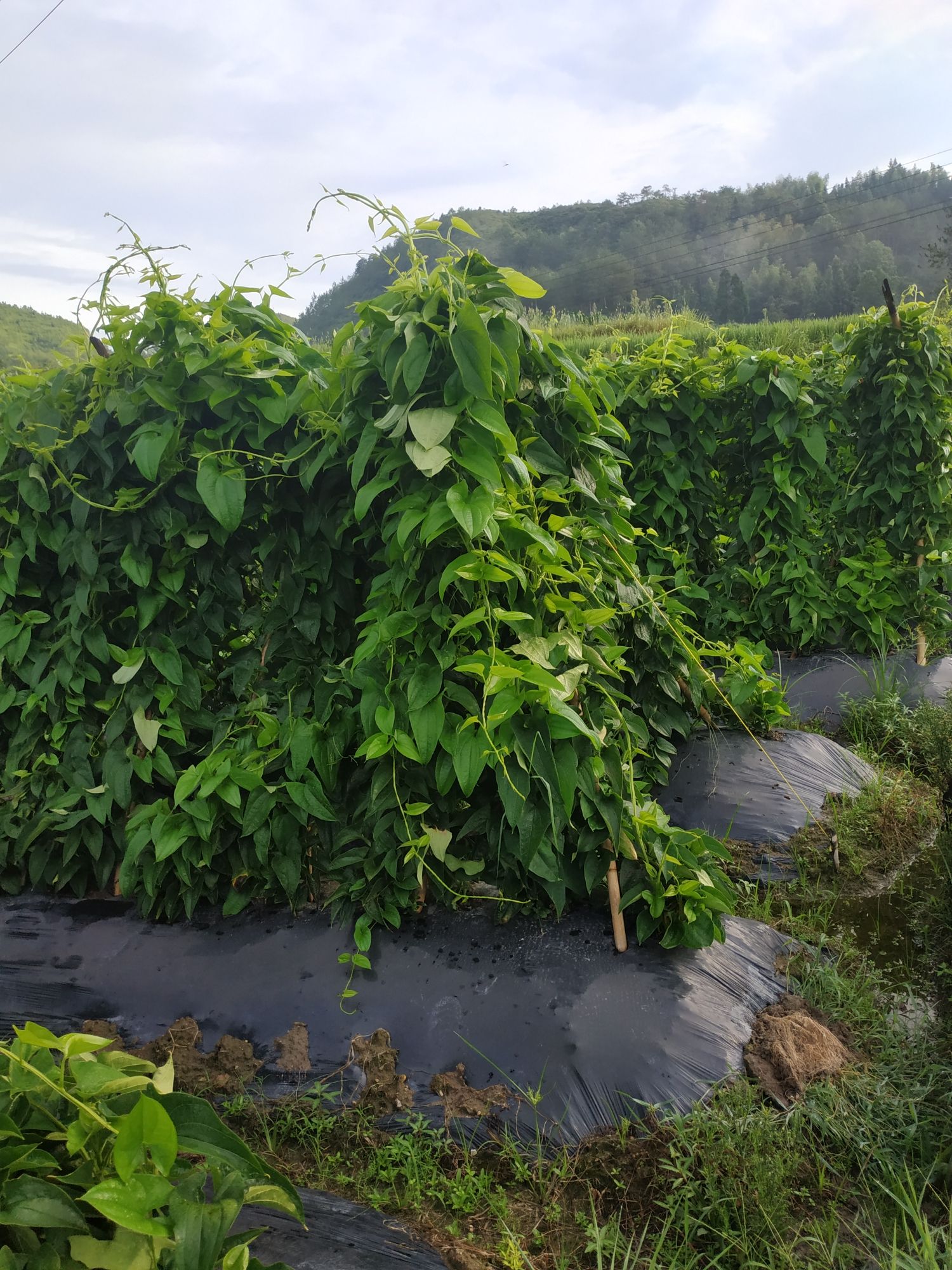  文成特产糯米山药