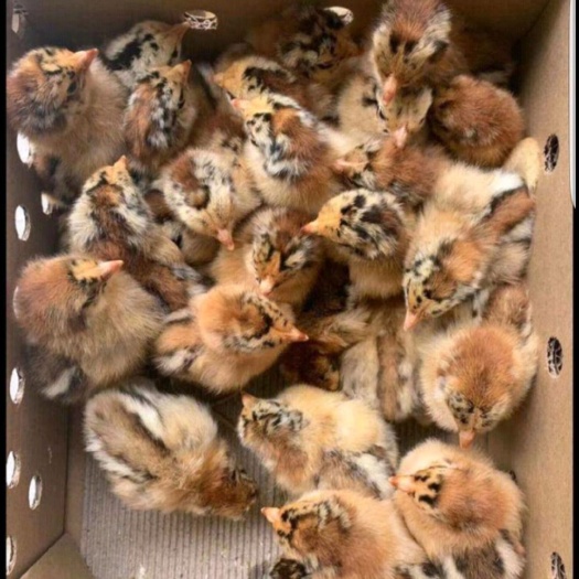 南宁良凤花鸡苗