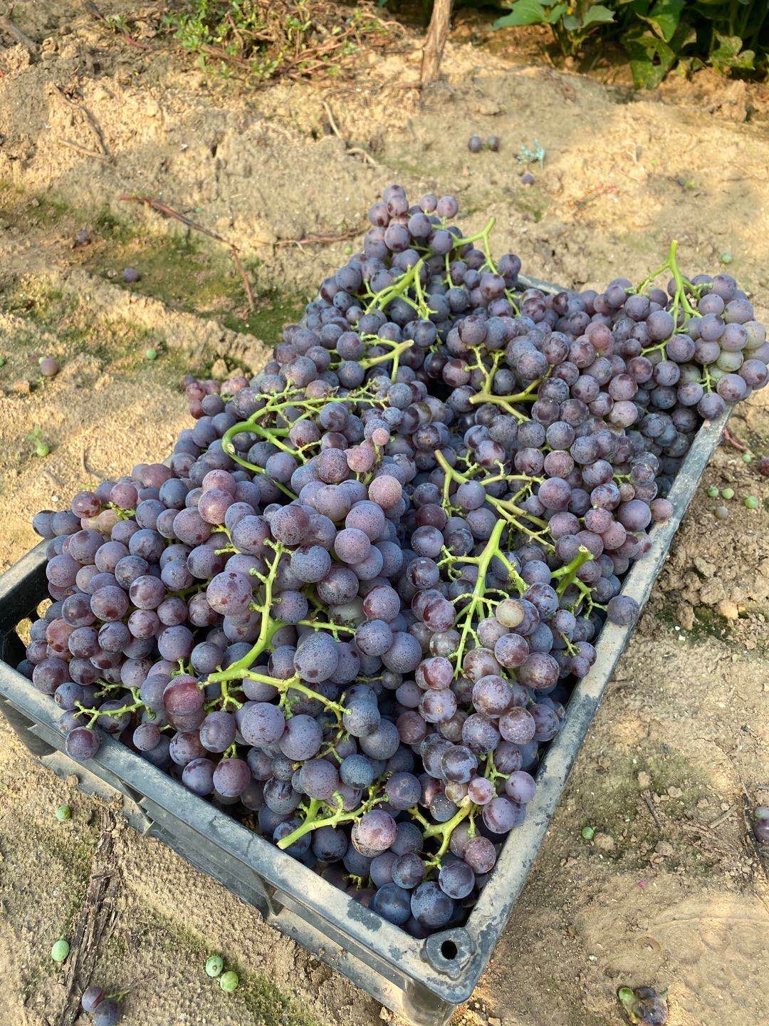 玫瑰香葡萄 扶持项目，玫瑰香农户直供，有意者联系！