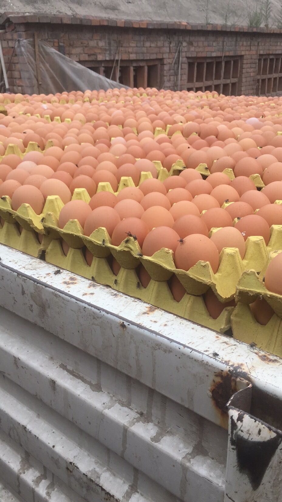 普通鸡蛋 褐壳蛋,粉蛋,养殖场直供质量保证