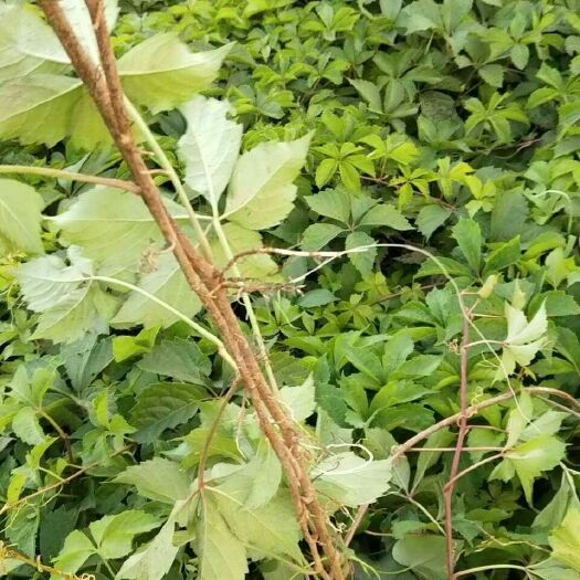 沭阳县 优质爬山虎