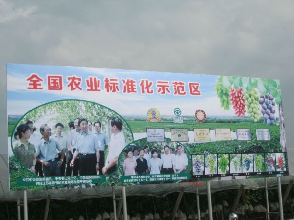 句容市巨峰葡萄  您的满意是我的追求