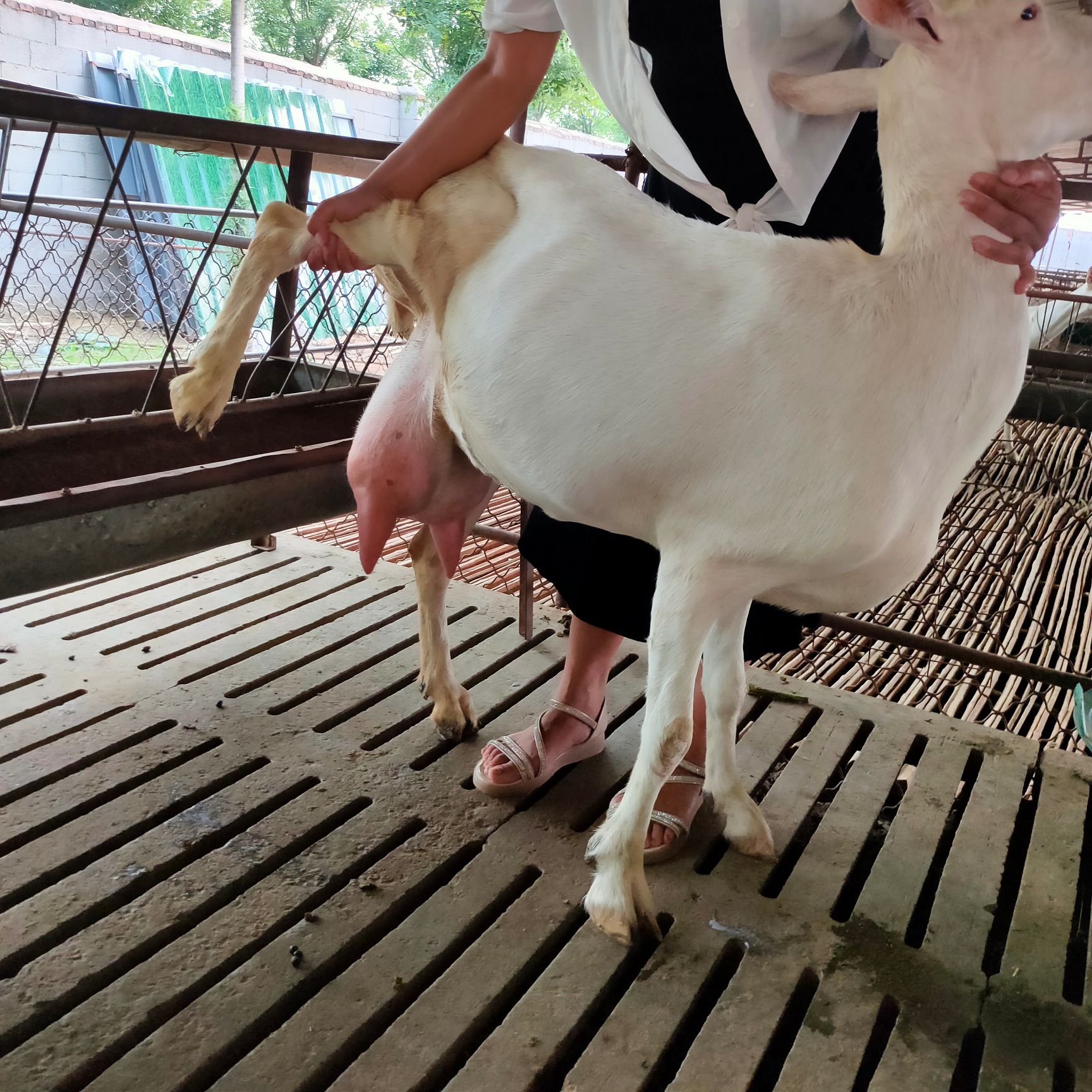 纯种萨能奶山羊头胎二胎怀孕母羊价格
